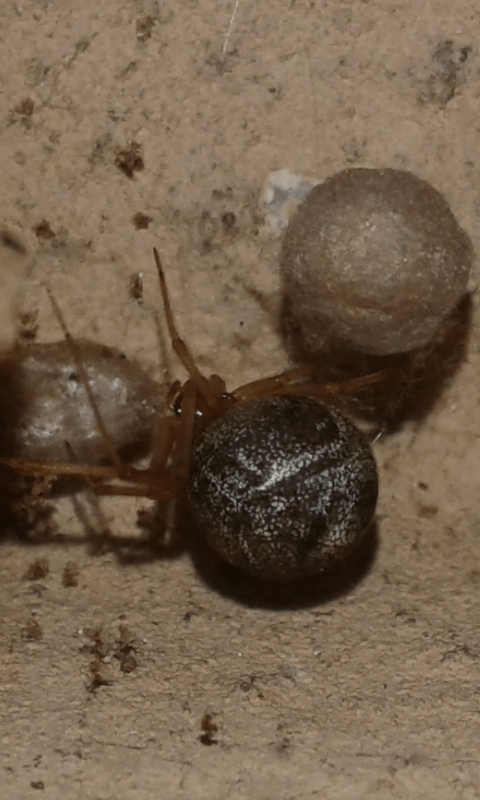 Steatoda sp. (Theridiidae)? No, Parasteatoda cfr. tepidariorum -  prov. PD